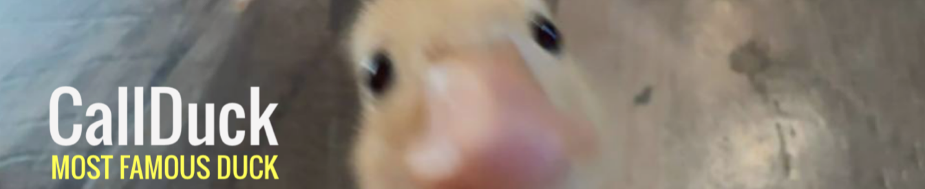 CallDuck TON Meme profile banner