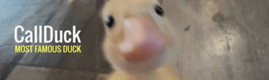 CallDuck TON Meme profile banner