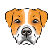 Dogefinance