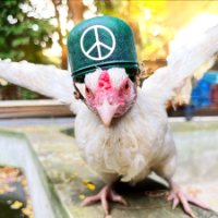 The Peace Warrior Chicken
