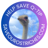 Quip the ostrich