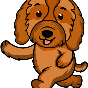 Cavapoo