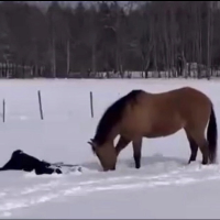 Snow Angel Horse