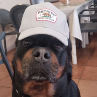 Retired Drug Dealer Dog