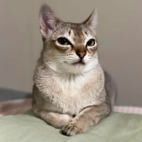 Dogecat