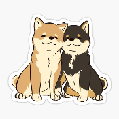 Couple Shiba Inu