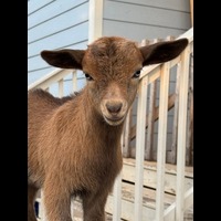 Gilly the $GOAT