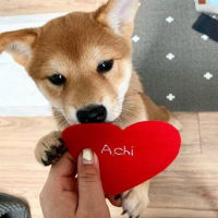 Achi