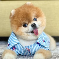 Jiff Pom