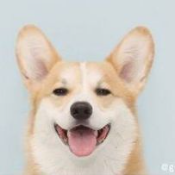 Floki inu