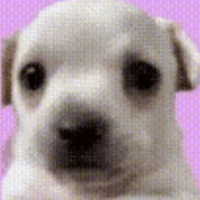 Panic Dog
