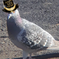 Newyears Pigeon Coin
