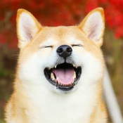 Floki
