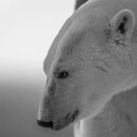 URSUS maritimus