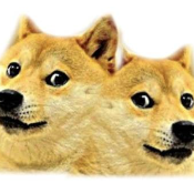 Siamesedoge