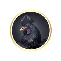 Black Cock