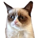 GrumpyCoinCat