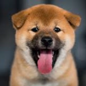 Baby Shiba Token