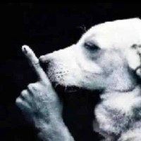 SHH DOG