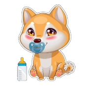 Infant Shiba Inu
