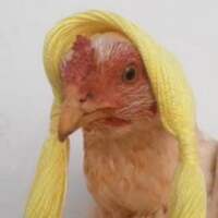 Azalea chicken