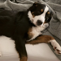 TuckerDog