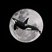 MoonOrca