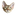 RexMao