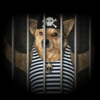 DOGINJAIL