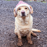 Muddy doggy