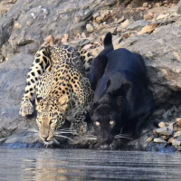 Liquidity leopard