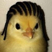 chigga
