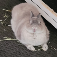 WTF_BUNNY