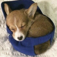 Hat Wif Dog