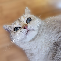 Purr Kitty