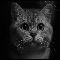 Mavis the cat