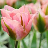 Tulip Bulbs Revenge