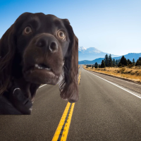 CONDOG