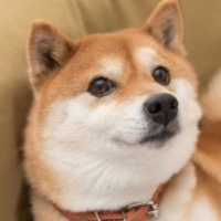 PekingShibaInu