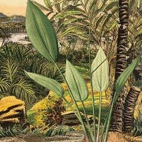 The Oasis