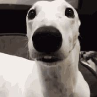 Shivering dog