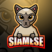BABY SIAMESE