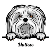 MALTESEDOGE