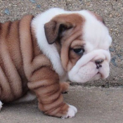 BULLISH Dog