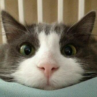 Kitty Coin