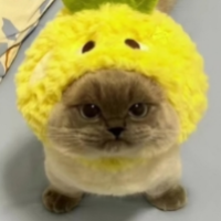Xiaojie Cat