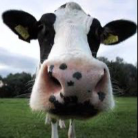 Cowcoin
