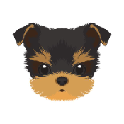 Yorkie Inu