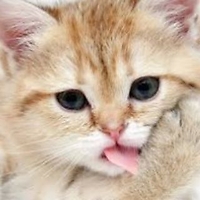 SUI KITTY