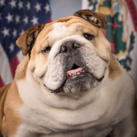 America Favorite Dog